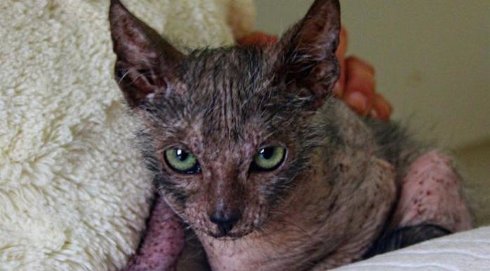Gatto lupo