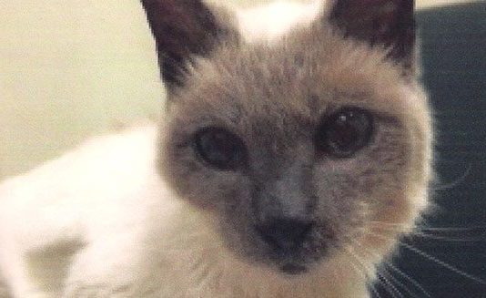 Scooter, gatto da record