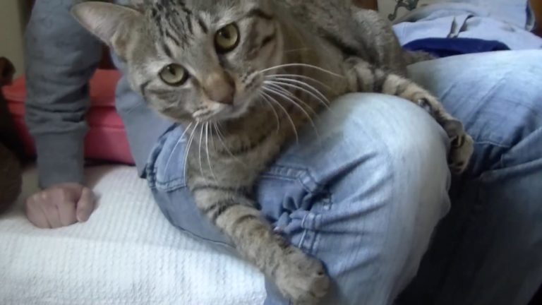 Massaggio vibrante per gatti