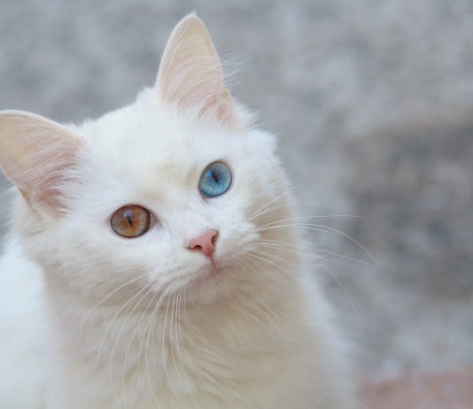 angora turco
