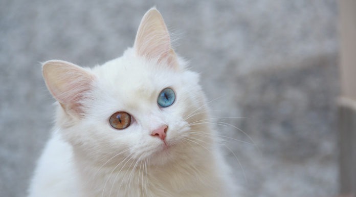 angora turco