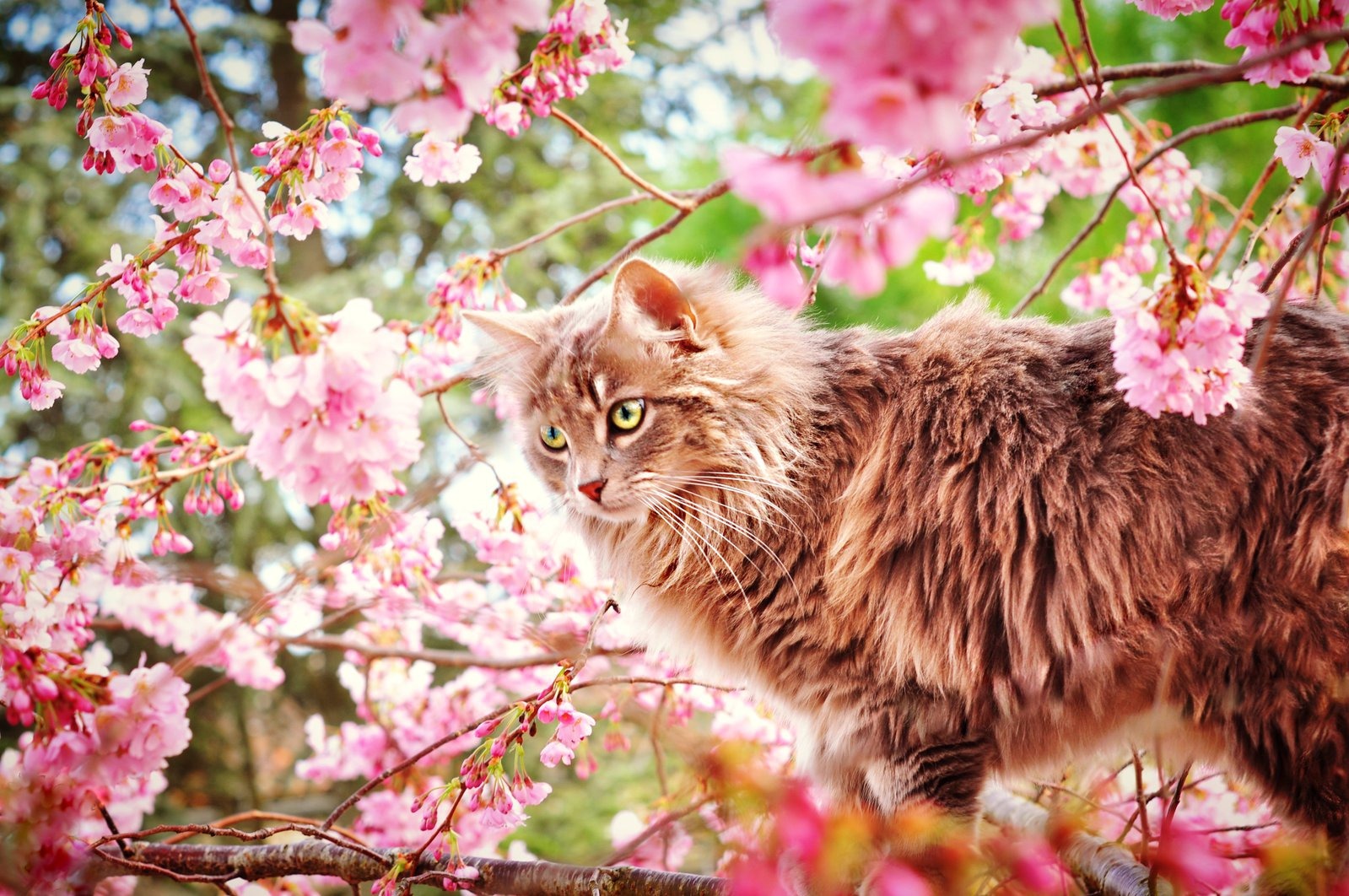 Весенняя кошечка. Весенняя кошка. Кошки весной. Кот на цветущем дереве.