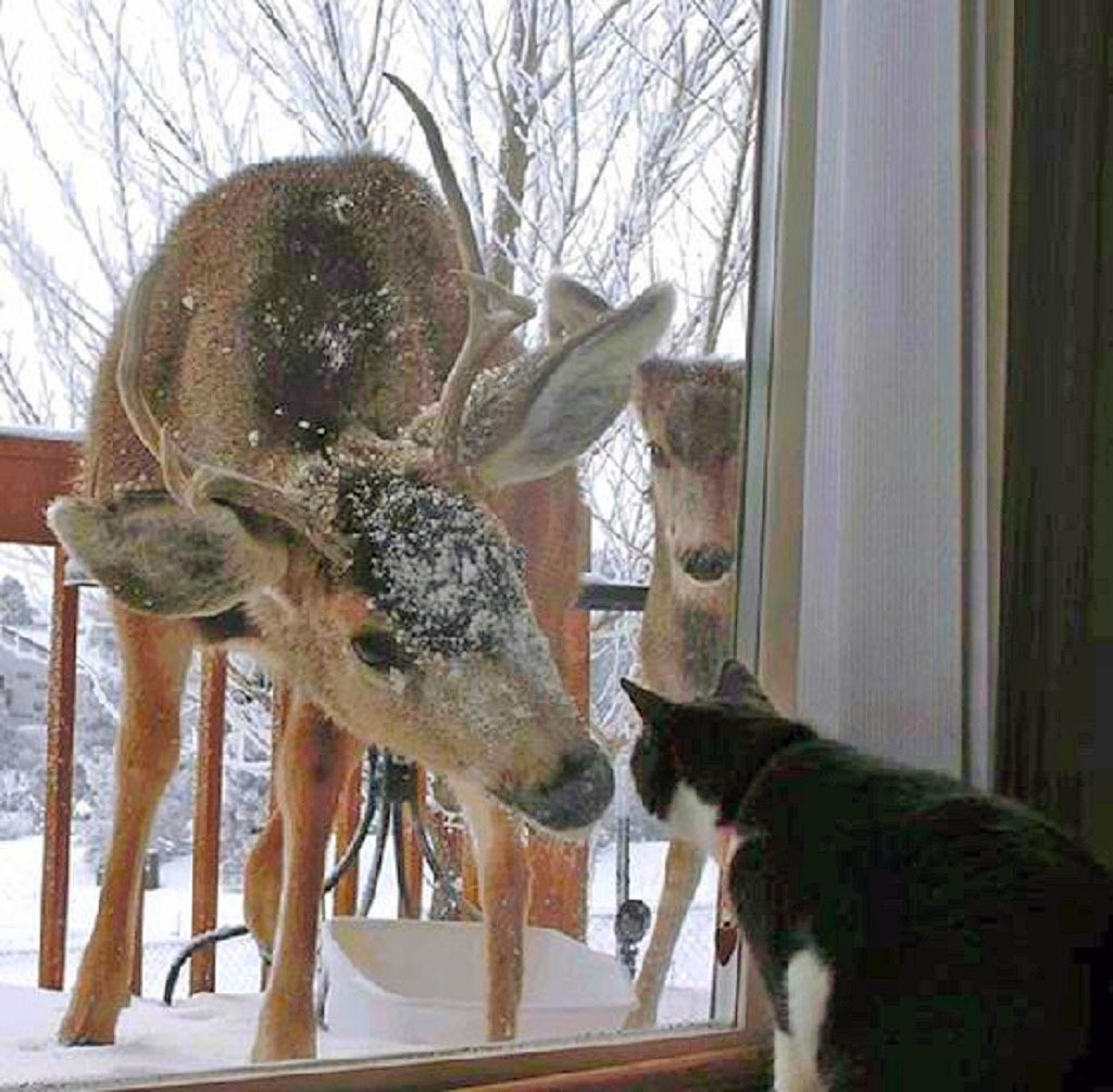 Hey, Bambi. Fuori da casa mia