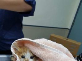 La gattina Honda salvata dai Vigili del Fuoco