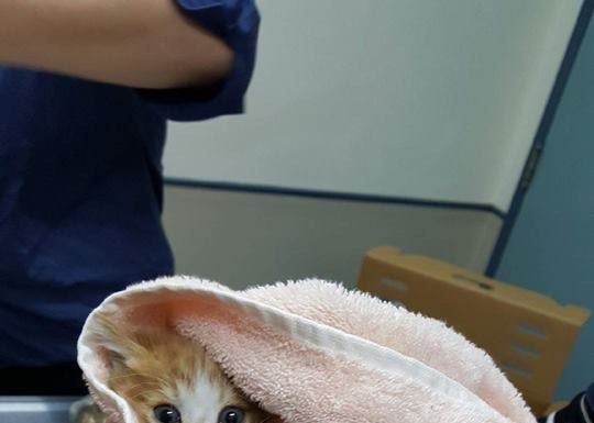 La gattina Honda salvata dai Vigili del Fuoco