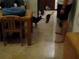 Giochiamo con il puntatore laser