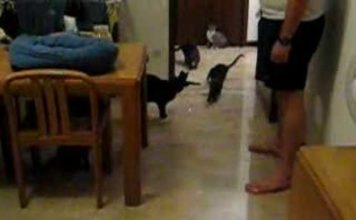 Giochiamo con il puntatore laser