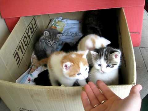 Piccoli monelli