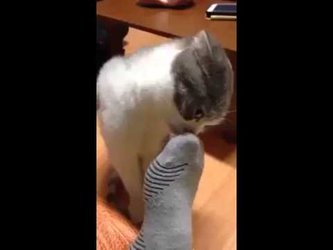 Anche i gatti odiano i piedi puzzolenti