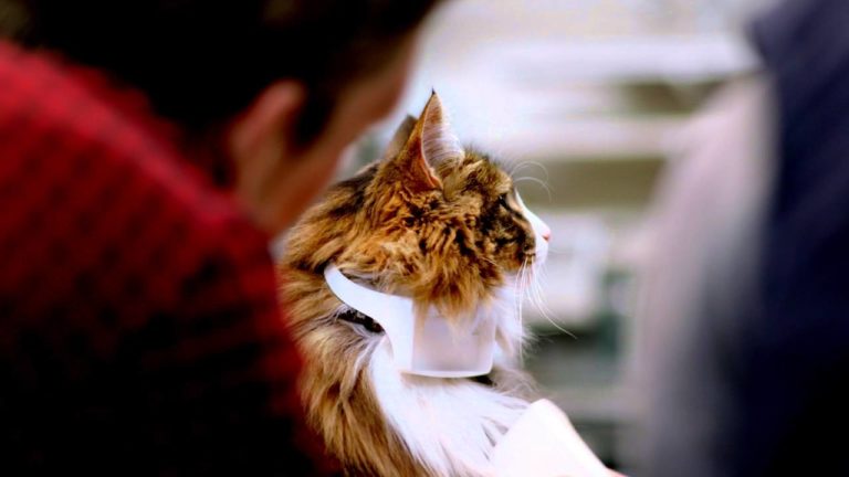 Catterbox, il collare che fa parlare i gatti
