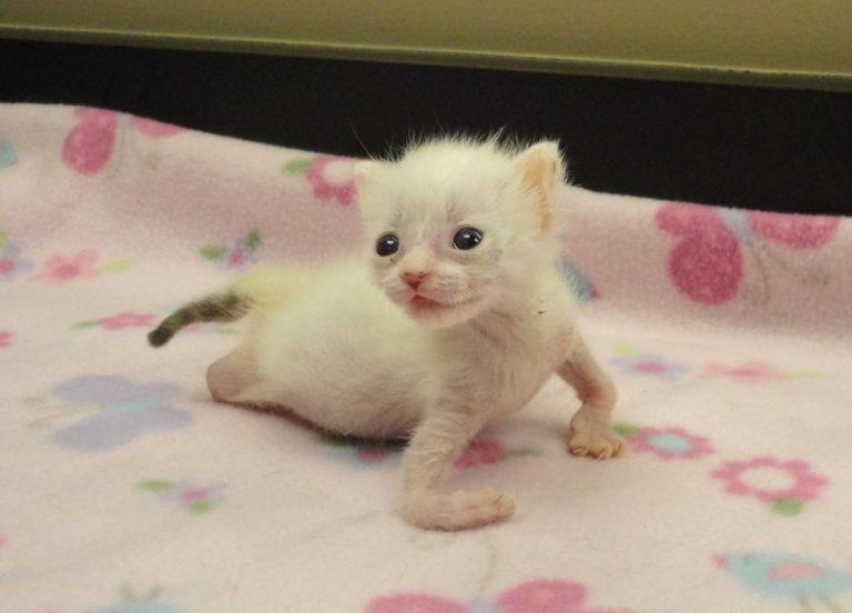 Pretzel, gattina “speciale” abbandonata a poche ore dalla nascita, trova finalmente una casa