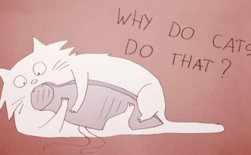 Perché i gatti talvolta si comportano in modo strano?