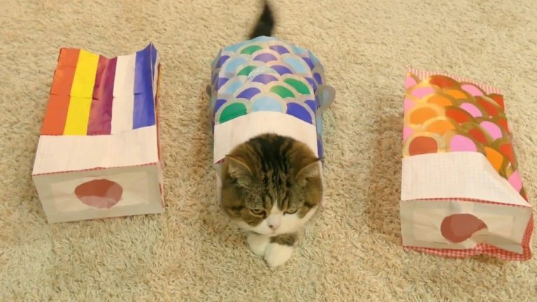 Maru “banderuola”
