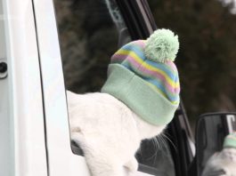 Con il freddo un cappellino è proprio quello che ci vuole