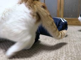 Le maniche, che passione!