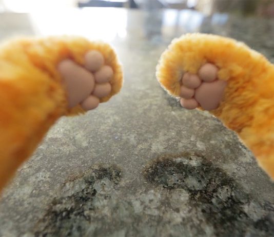 Perchè i gatti si comportano… da gatti