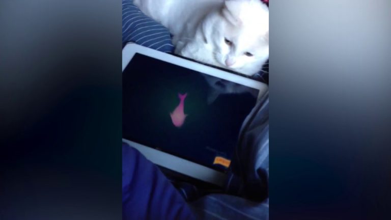 Gatti e pesci tecnologici