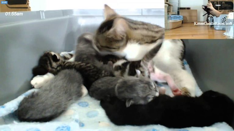 È l’ora del “bagnetto” di mamma gatta