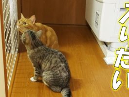 Fammi entrare in cucina!