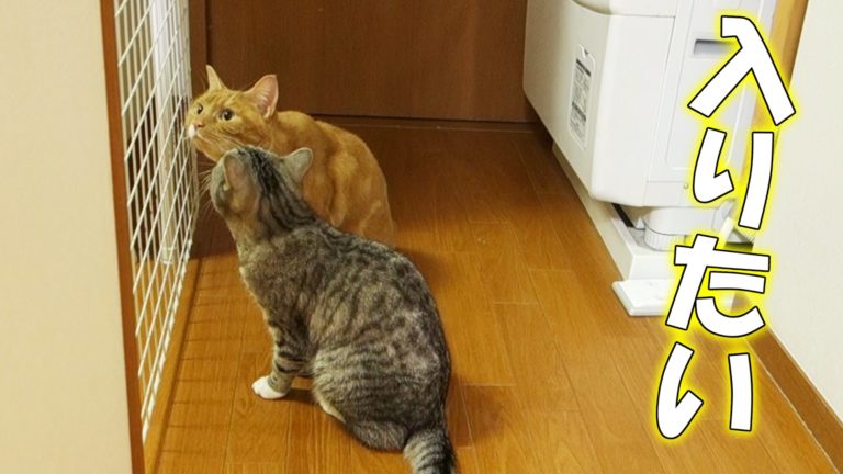Fammi entrare in cucina!
