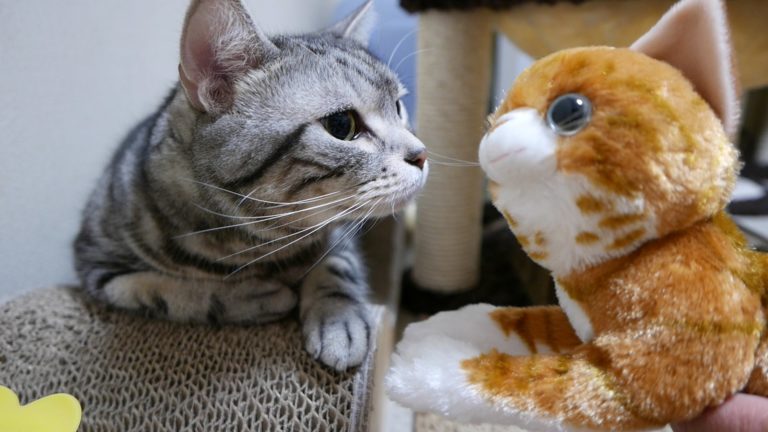 Quel gatto non mi convince