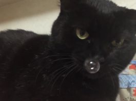 Gatto con la bolla al naso