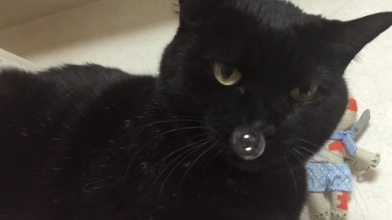 Gatto con la bolla al naso