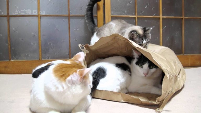Gatti e sacchetto di carta