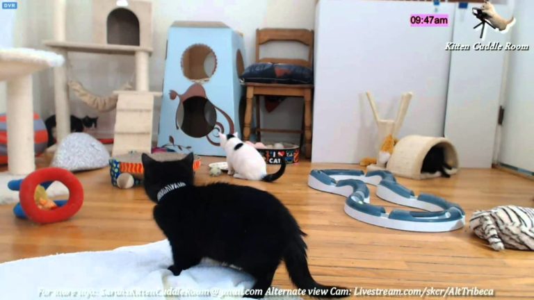 Paradiso per gatti