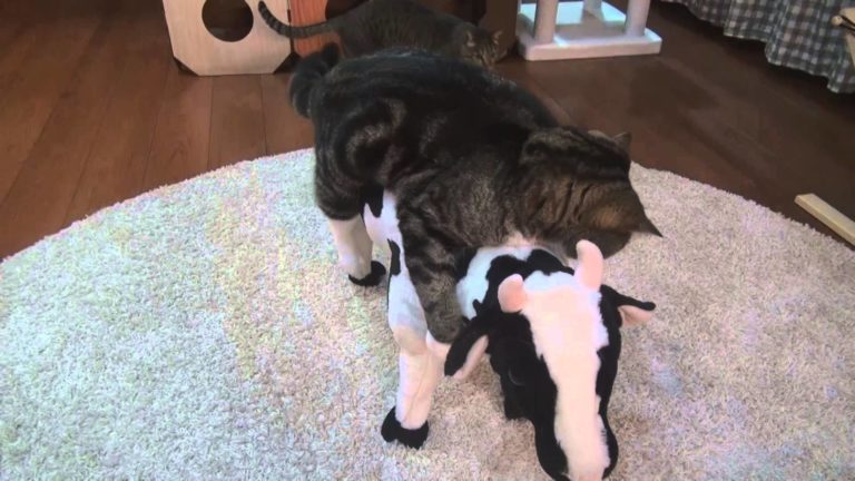 Cow and Maru