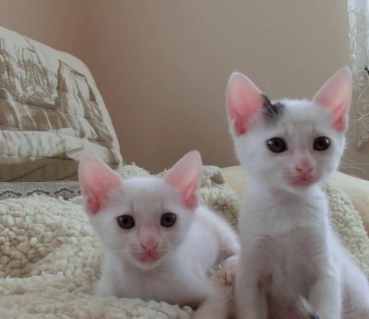 Destra-sinistra, sinistra-destra