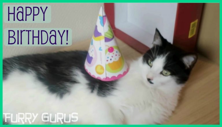 Happy 2nd birthday Frosti