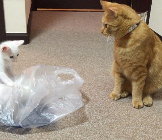 Che gioco divertente