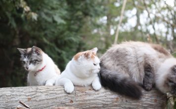 Gatti in riva al fiume