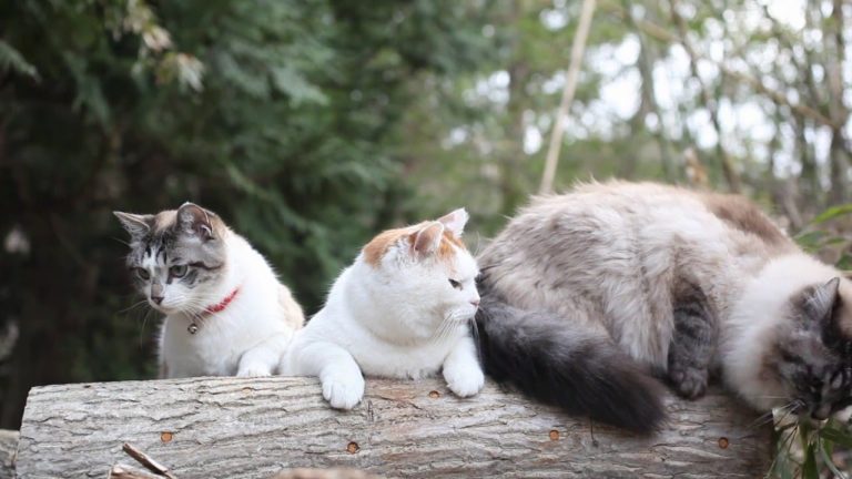Gatti in riva al fiume