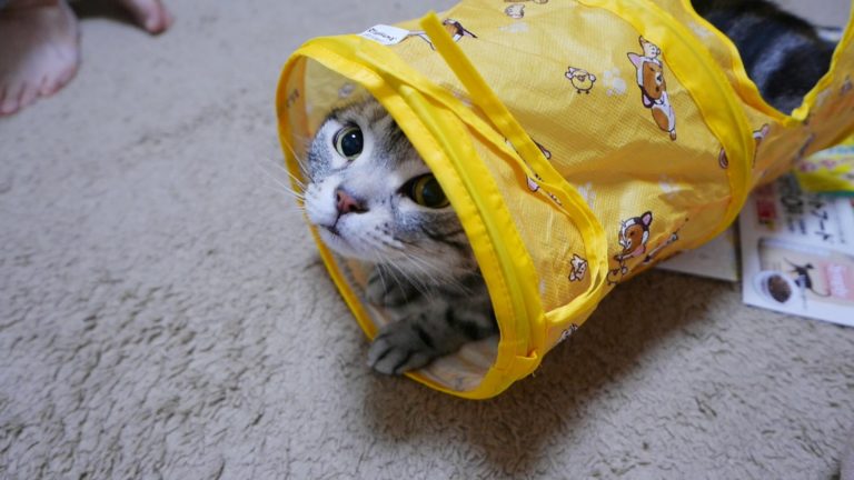 Gatto nel tunnel