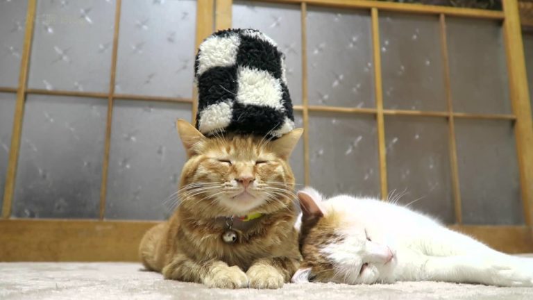 Gatto col colbacco