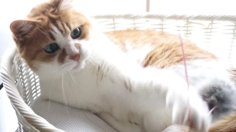 Anche tra i gatti ci sono i mancini