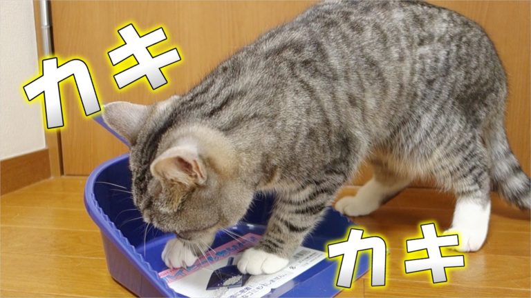 Gatto litiga con la paletta