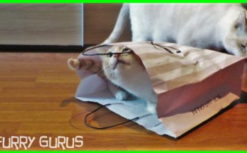 I giocattoli del gatto