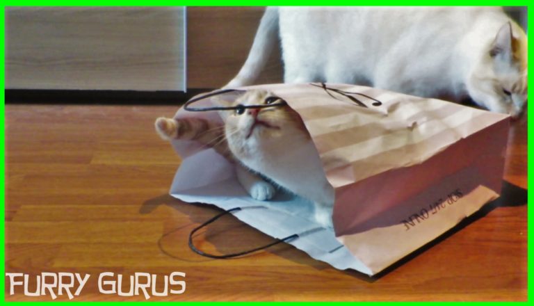 I giocattoli del gatto