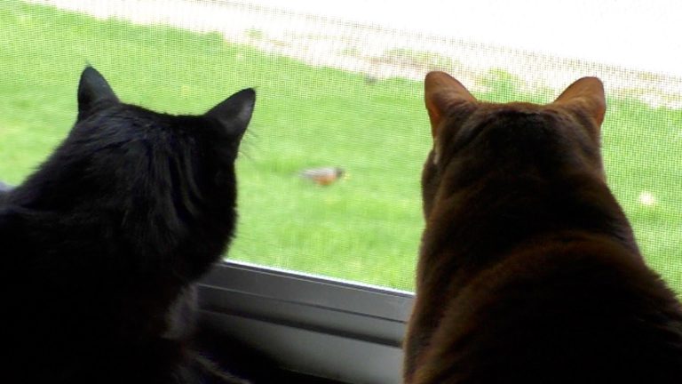 Cole, Marmalade e lo scoiattolo