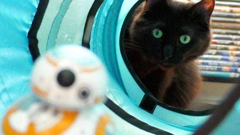 Meow, la forza sia con voi!