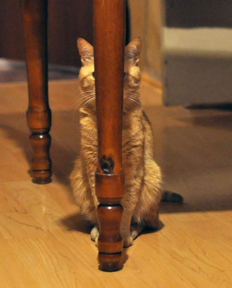 I'm the invisible cat