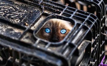 Dov'è il gatto?
