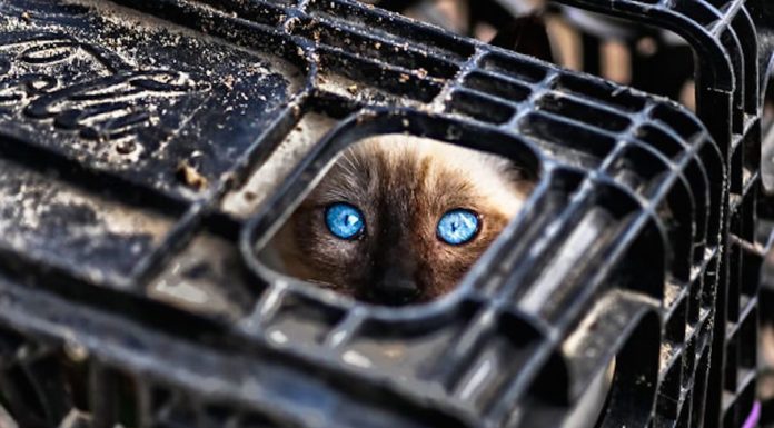 Dov'è il gatto?