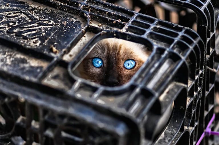 Dov'è il gatto?