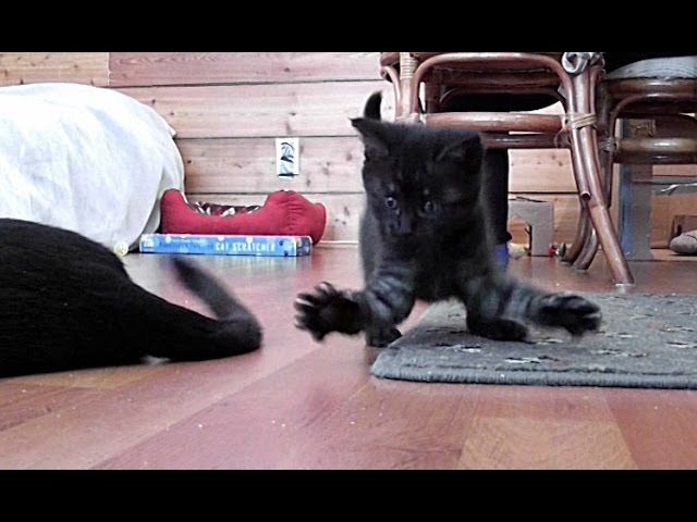 Qual è il gioco preferito dai gatti?
