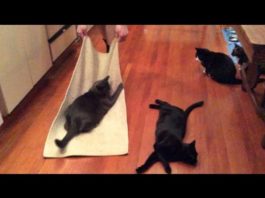 Intrattenere i gatti è divertente