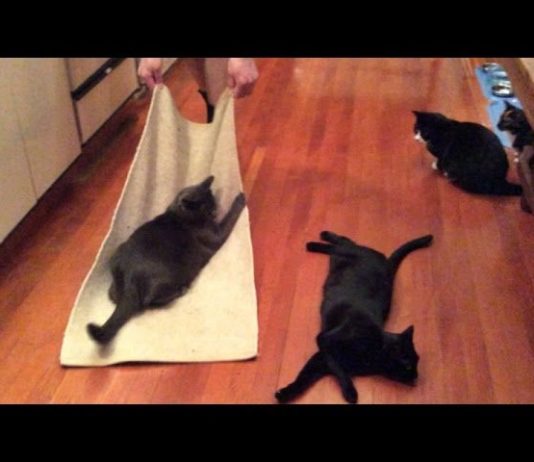 Intrattenere i gatti è divertente